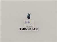 藏品(鞘翅目(1))的圖片